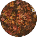 Lucía profile picture